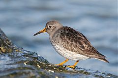 Purple Sandpiper